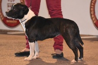 Étalon Staffordshire Bull Terrier - Nulle part ailleurs des kitchou'Pitchou