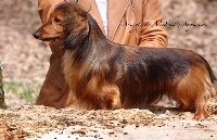 Étalon Teckel poil long - CH. P-mowgli de medina mayurca