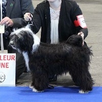 Étalon Terrier Tibetain - Nyima lha-mi De La Legende Du Lotus