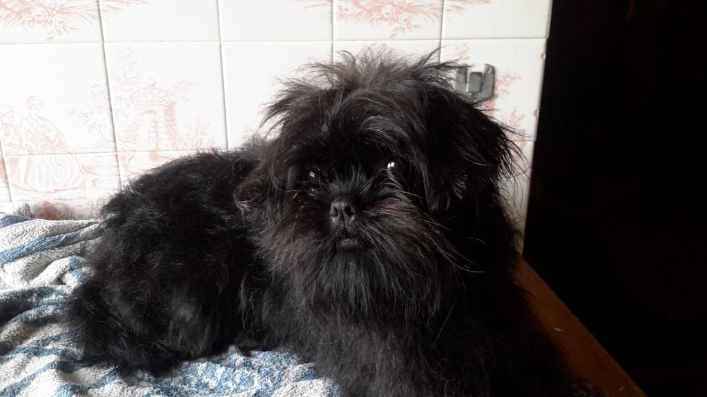 Les Affenpinscher de l'affixe   des bois de ciaum