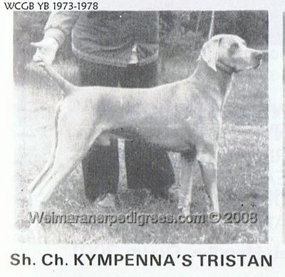 TR. CH. kympenna's Tristan