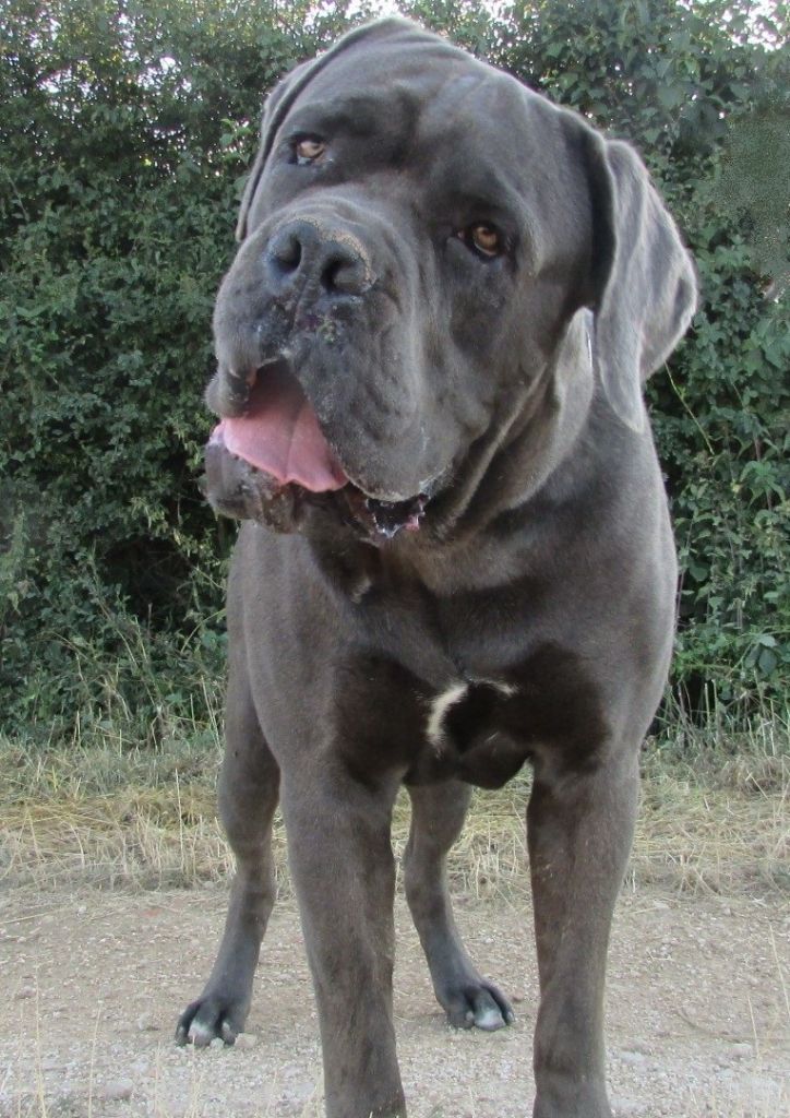 Chien Elevage della Dea Vita eleveur de chiens Cane Corso gris (bleu) en lorraine