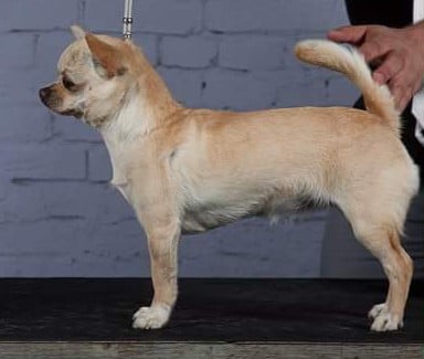 Les Chihuahua de l'affixe   Des Plaines Anthracites