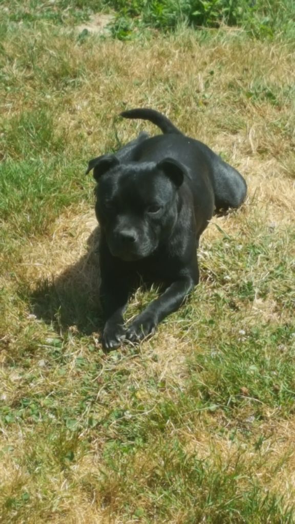 Les Staffordshire Bull Terrier de l'affixe   Urban Dog