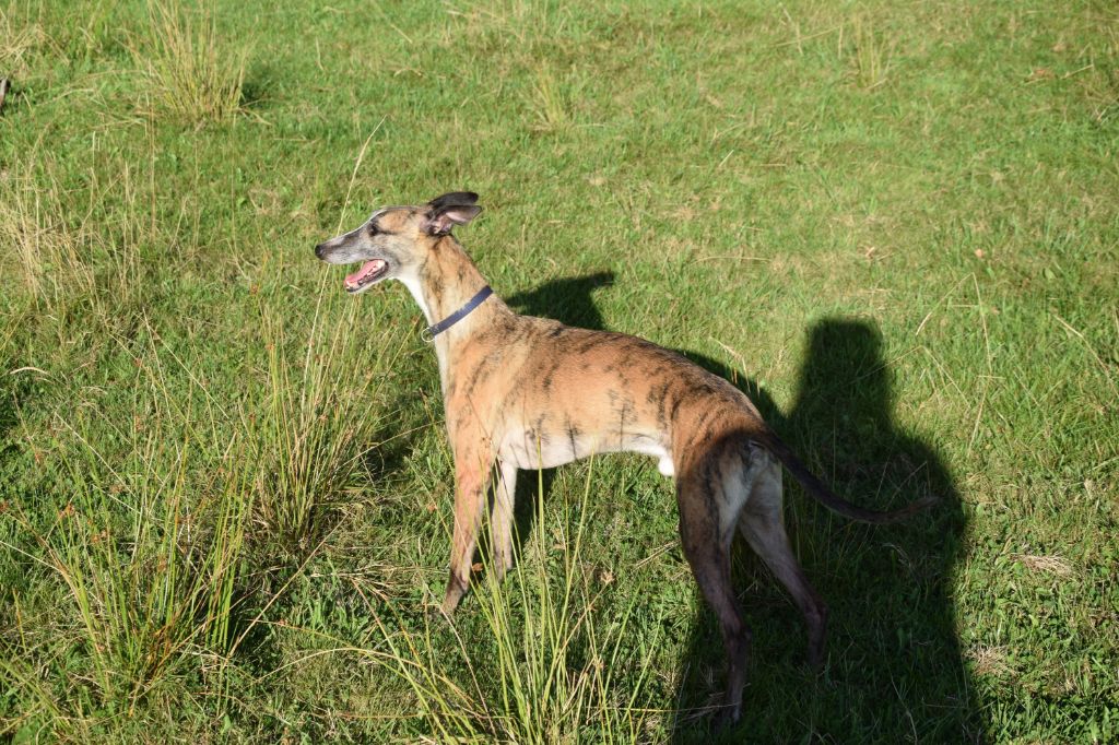 Les Whippet de l'affixe   du sentier des lucioles