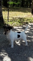 Étalon Jack Russell Terrier - Ilox Des D'jackhardies