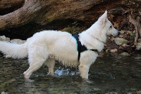 Étalon Berger Blanc Suisse - Ludo (Sans Affixe)