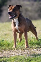 Étalon Staffordshire Bull Terrier - Gun fire red by jupiter De la crique du Flojule