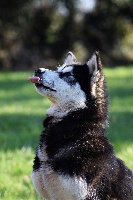 Étalon Alaskan Malamute - Amaruq Legend Love struck