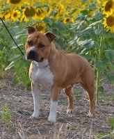 Étalon American Staffordshire Terrier - CH. red warrior Diva at michl r