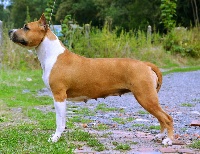 Étalon American Staffordshire Terrier - CH. cimar's Akc cimar n seraphim's american made
