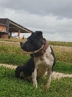 Étalon American Staffordshire Terrier - Jade marvel black pearl of Dancehall's