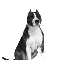 Étalon American Staffordshire Terrier - Highwaygirl Angels Of Paradise