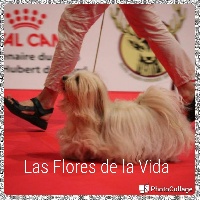 Étalon Bichon Havanais - CH. Labayamesa de las flores de la vida