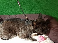 Étalon Bouledogue français - Ombre chinoise du Marl'Hour