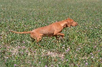 Étalon Braque hongrois à poil court - Vizsla - tiszataji vadasz Gyongy