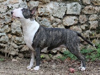 Étalon Bull Terrier - Trick or treat Ligeia