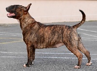Étalon Bull Terrier - Trick or treat Homewrecker