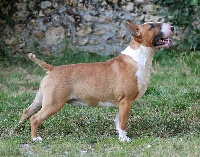 Étalon Bull Terrier - Trick or treat New beginning