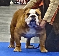 Étalon Bulldog Anglais - Mister lucien dit major Of Pretty Master Bulldog
