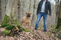 Étalon Bullmastiff - Lady diana Du Domaine De Mc Queen