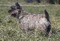 Étalon Cairn Terrier - Madieres du mas du zouave