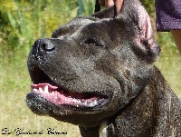 Étalon Cane Corso - Lamia Des Gardiens De Cebenna