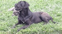 Étalon Cane Corso - Mamamia De La Colline Du Bonheur
