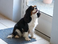Étalon Cavalier King Charles Spaniel - Granie De la combe berail