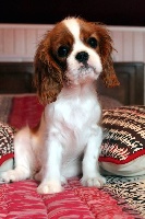 Étalon Cavalier King Charles Spaniel - It's hope of b-and-b De vaudival