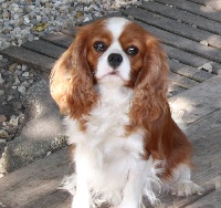 Étalon Cavalier King Charles Spaniel - Noumea de la Lande du Médoc
