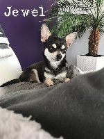 Étalon Chihuahua - Jewel Des Etoiles D'hillen