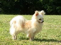 Étalon Chihuahua - Hendrix dit jimi du Domaine San Sébastian