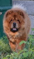Étalon Chow Chow - keoma's amulett Carla
