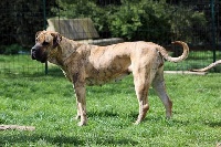 Étalon Dogo Canario - L'kia el Sueno del Amigo