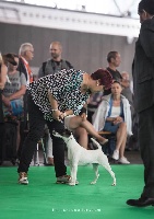 Étalon Fox Terrier Poil lisse - CH. Mona-lysa du Manoir Saint Adrien