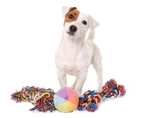 Étalon Jack Russell Terrier - Luigi Du Domaine D'Utah