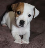Étalon Jack Russell Terrier - Obstinée Du Domaine D'Utah