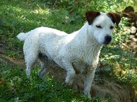 Étalon Jack Russell Terrier - Noopy Du Moulin Sault