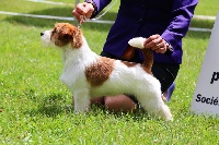 Étalon Jack Russell Terrier - Number one russtyle's du Vallon de l'Alba