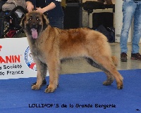 Étalon Leonberger - Lollipop's De la grande bergerie