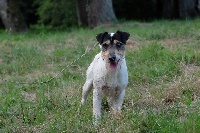 Étalon Parson Russell Terrier - Lucky Du site corot