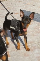 Étalon Pinscher nain - CH. Omaha beach Des Quatre Lys