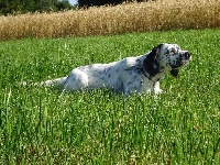 Étalon Setter Anglais - TR. CH. Sarentis luca