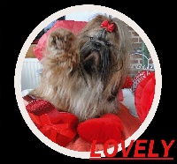 Étalon Shih Tzu - Lovely Du Domaine De Douchka