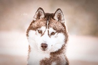 Étalon Siberian Husky - CH. Melody of snow of Nordic Forest