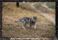 Étalon Siberian Husky - Narnia Des guerriers chippewas