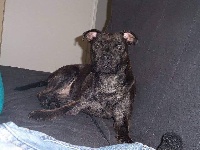 Étalon Staffordshire Bull Terrier - (Sans Affixe) Java killer black