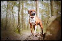 Étalon Staffordshire Bull Terrier - Maïlo yumi (Sans Affixe)