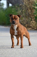 Étalon Staffordshire Bull Terrier - Lalie's Niños Miss moët